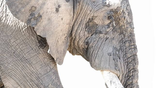Harmónia a vadonban - Aranyossy Tamás fotóművész kiállítása